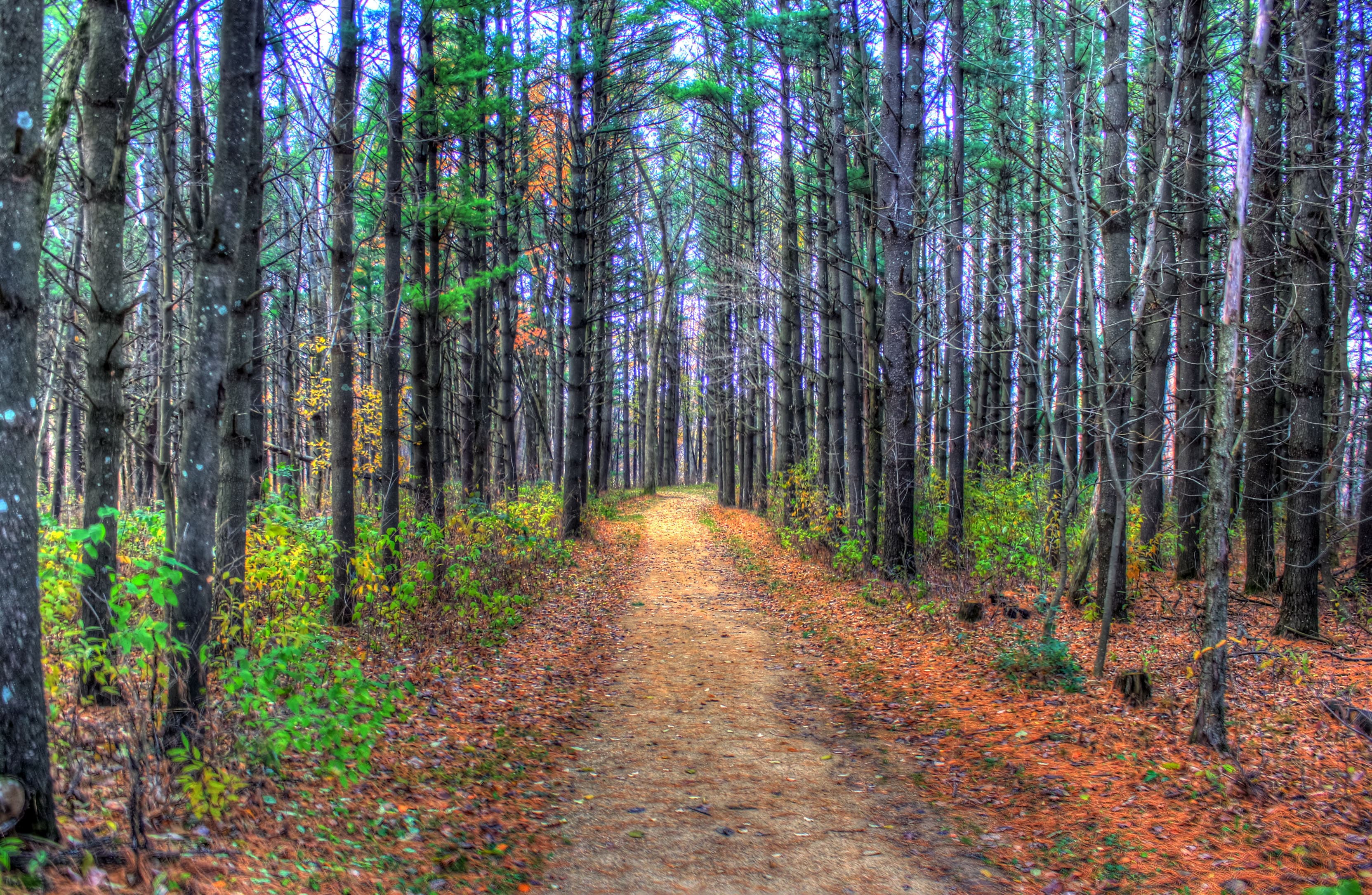 Leaf-covered trail through a Wisconsin woodland